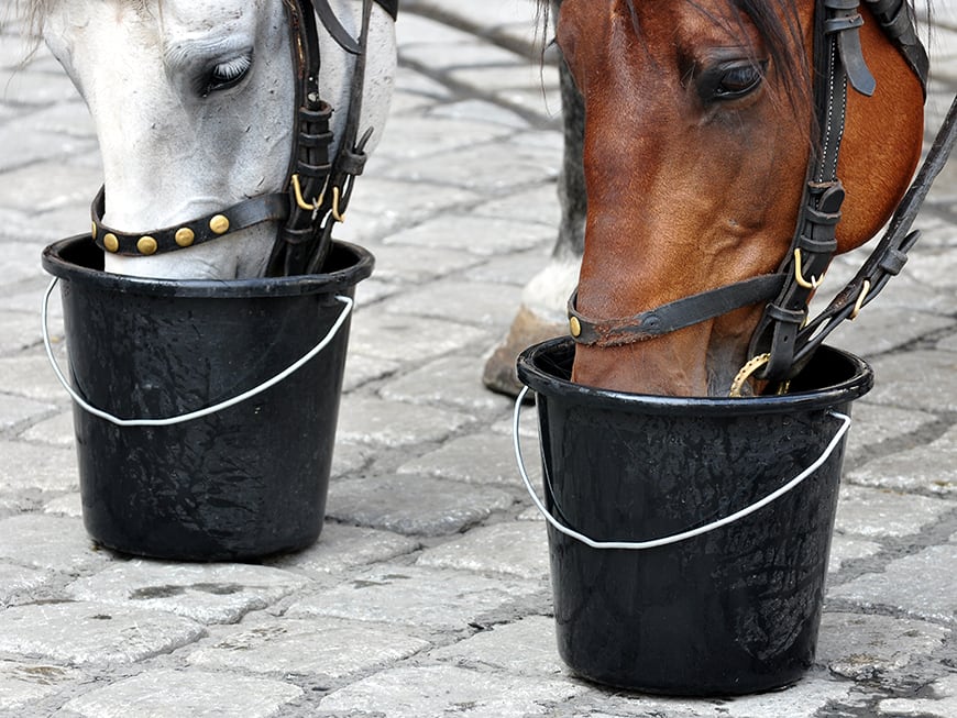 A veterinarian explains – The life-threatening heat stroke in horses!
