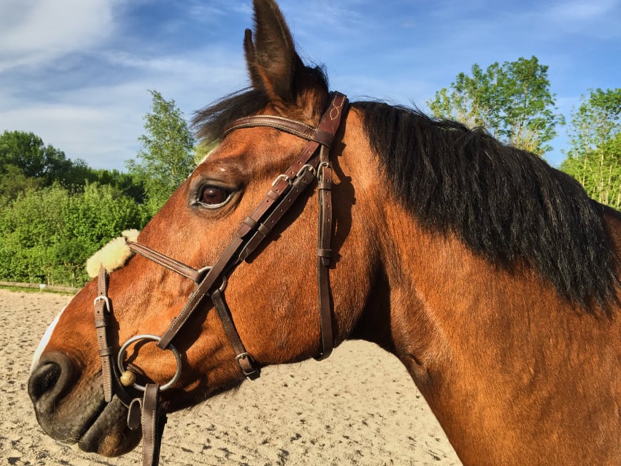 Tierärztin erklärt: Was tun, wenn Dein Pferd Zahnprobleme hat!