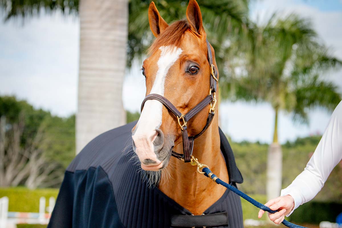 Now brand new: The eaSt Professional Horsewear collection is here! 