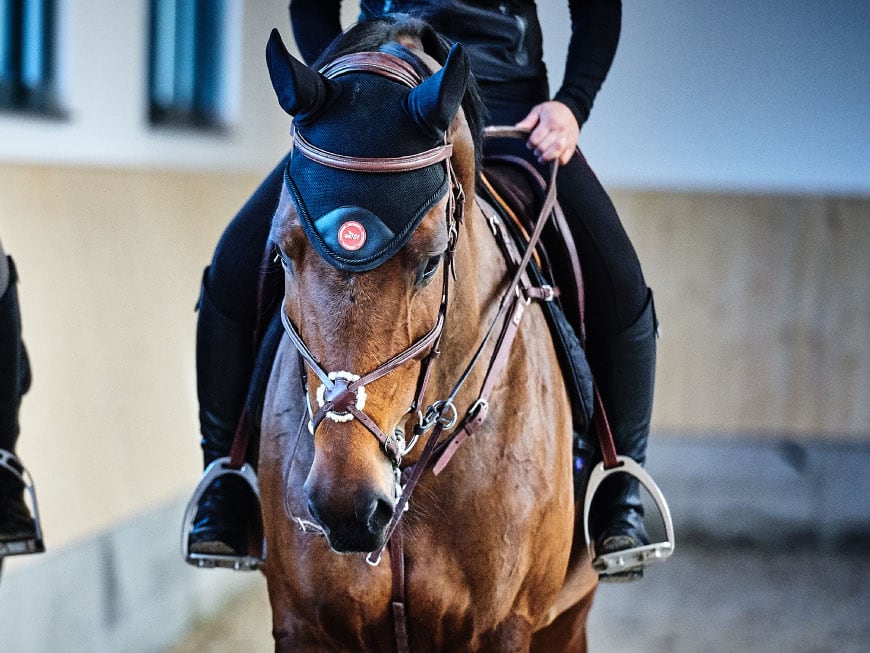 Tierärztin erklärt: So erkennst Du typische Augenerkrankungen beim Pferd